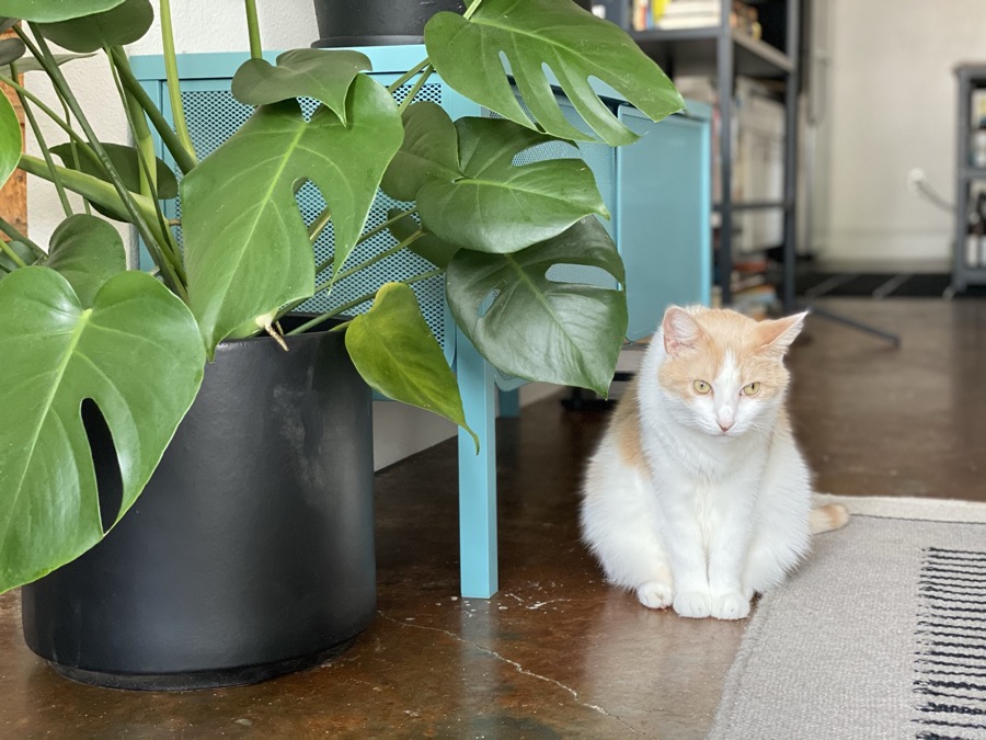 snorri and plant